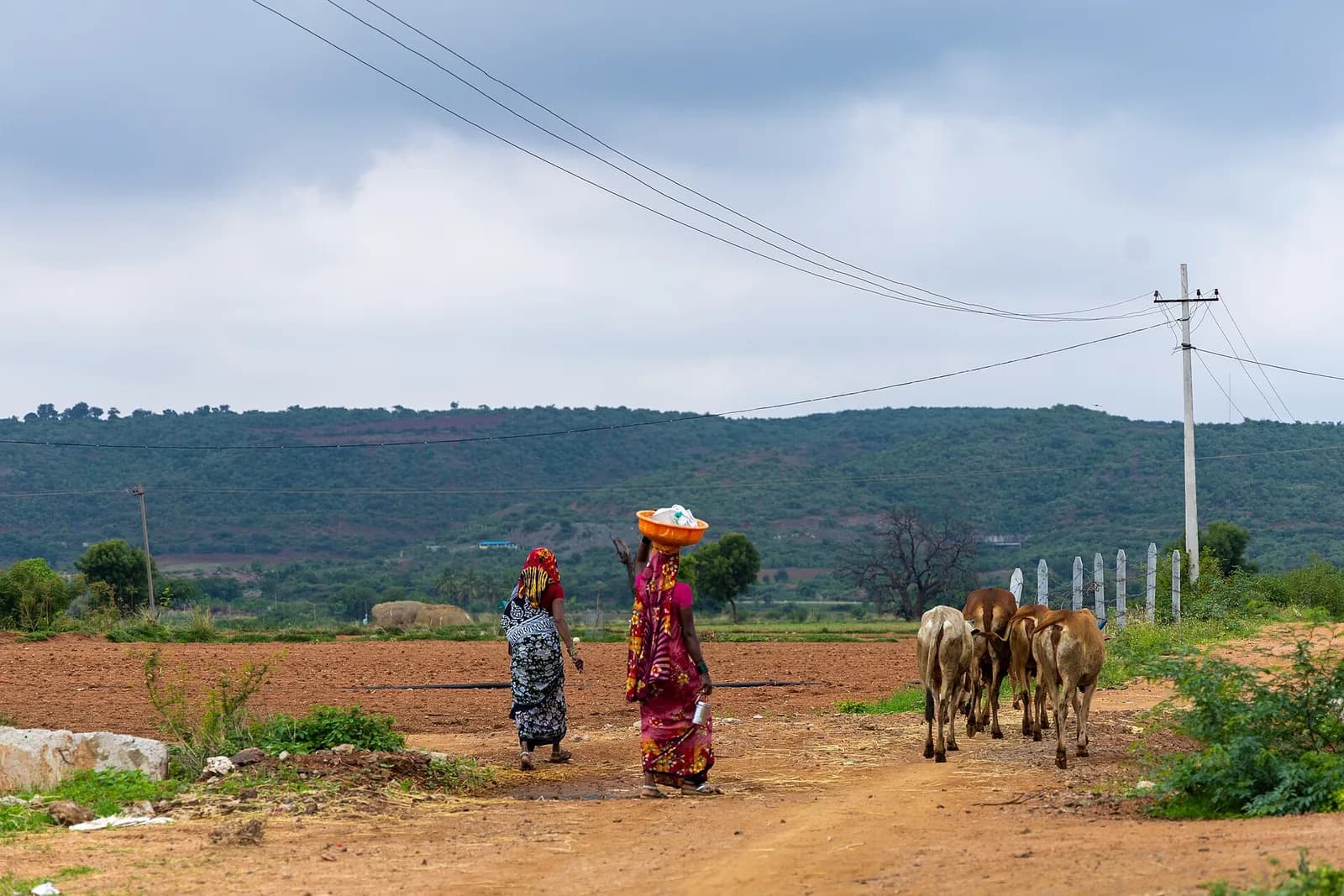 Women and cattle on a village road